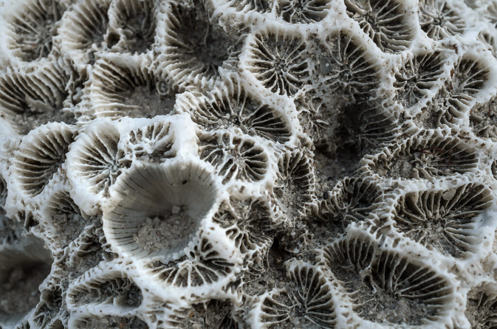 White corals