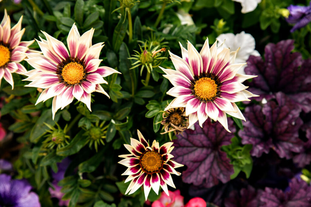 Flowers in Monaco