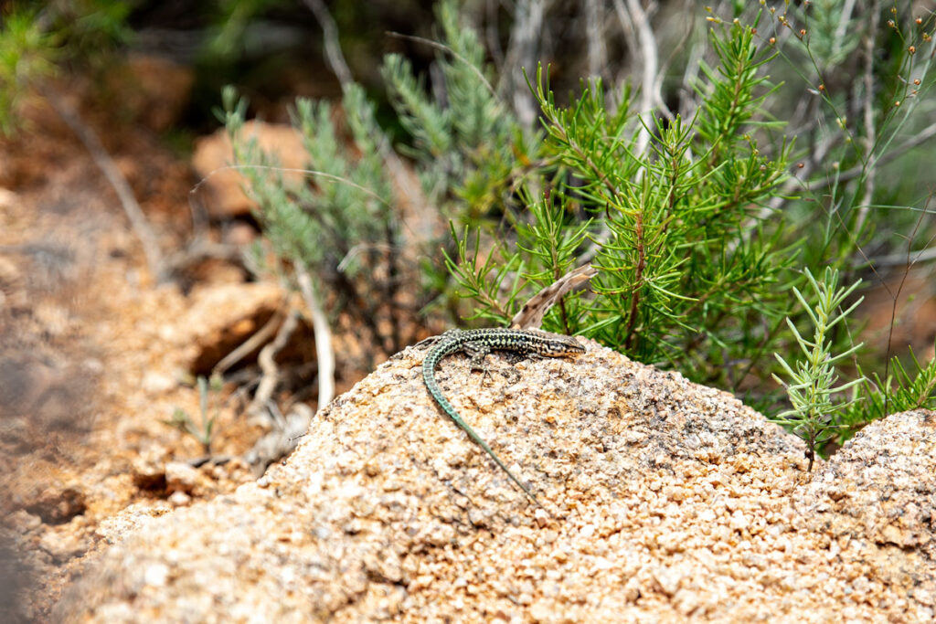 Lizard on a Rock, Sardinia