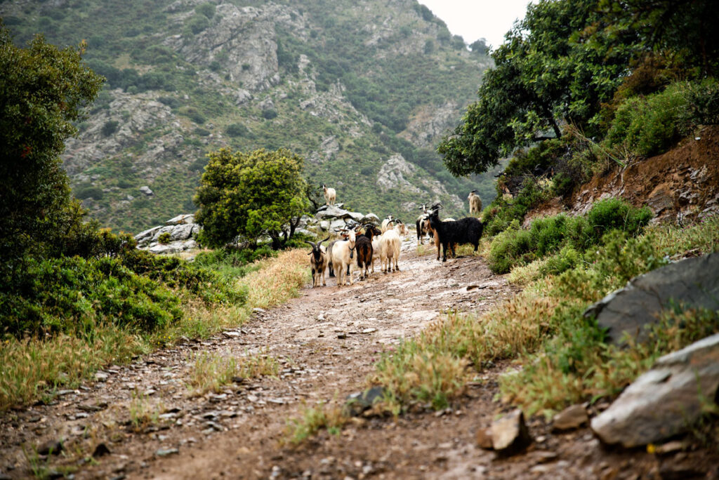 Goats in Sardinia