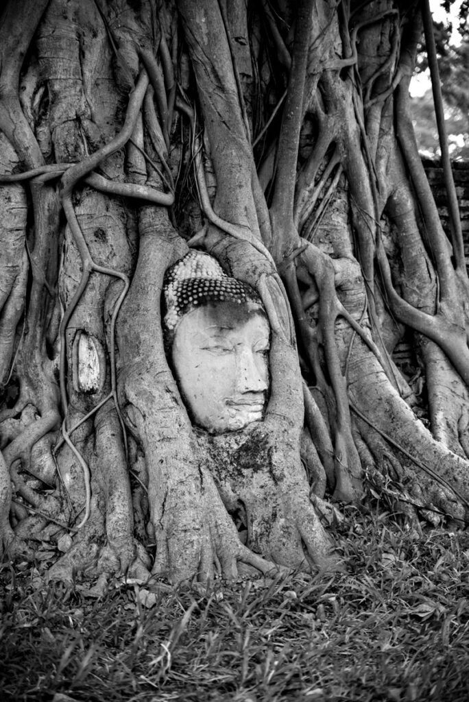 Buddha Head in Ayutthaya