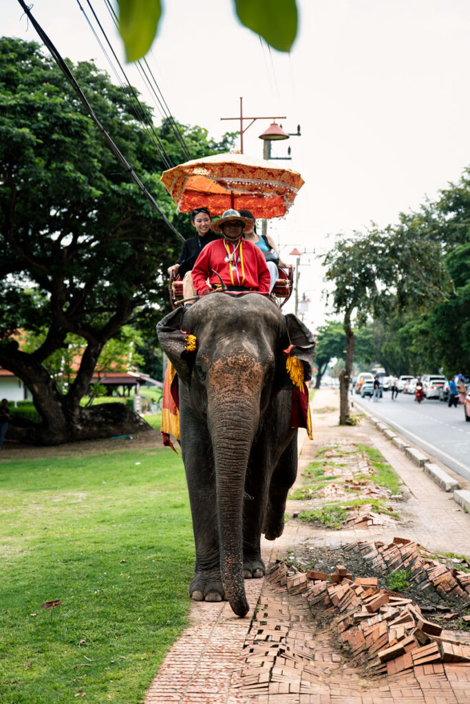 Elephants in Ayutthaya