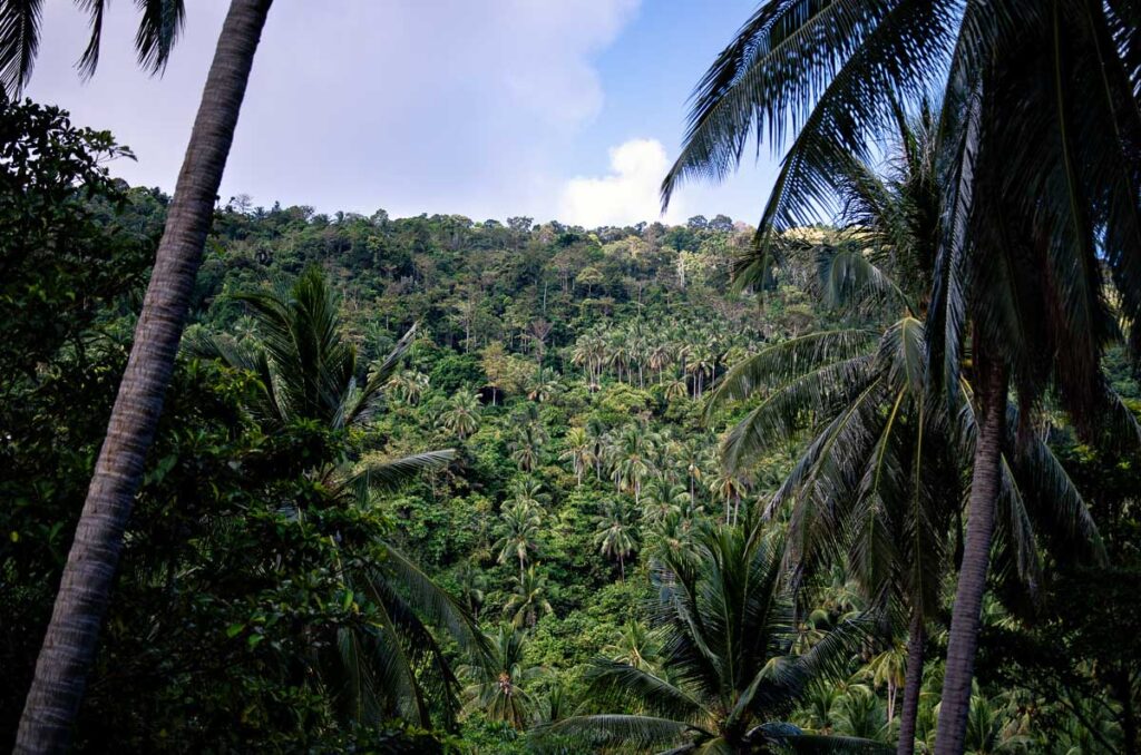 Palm Trees Koh Samui