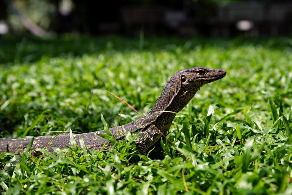 Komodo Dragon in the Lumphini Park