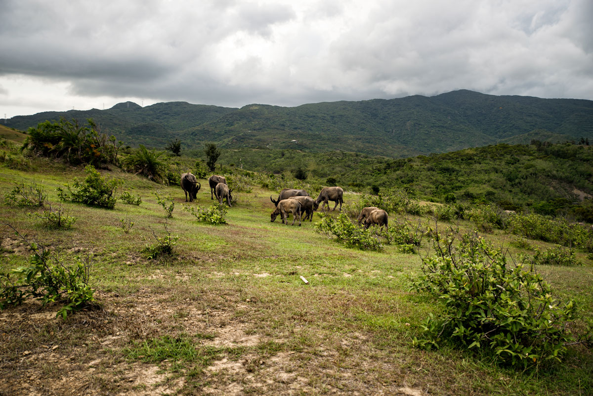 Water Buffalos in Kenting