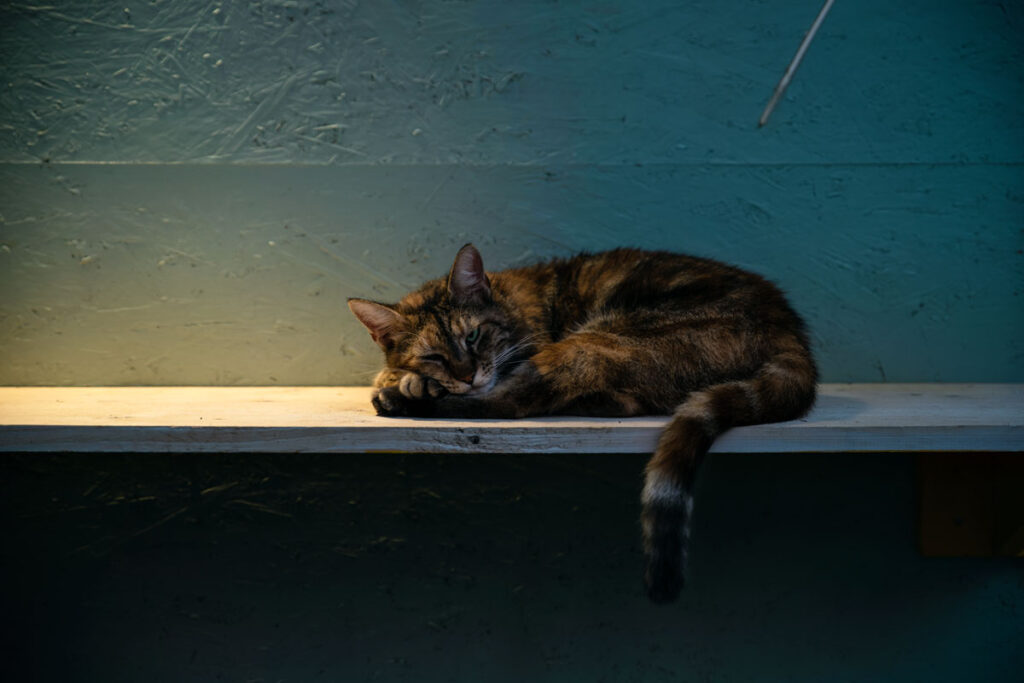 Sleeping Cat in Zagreb