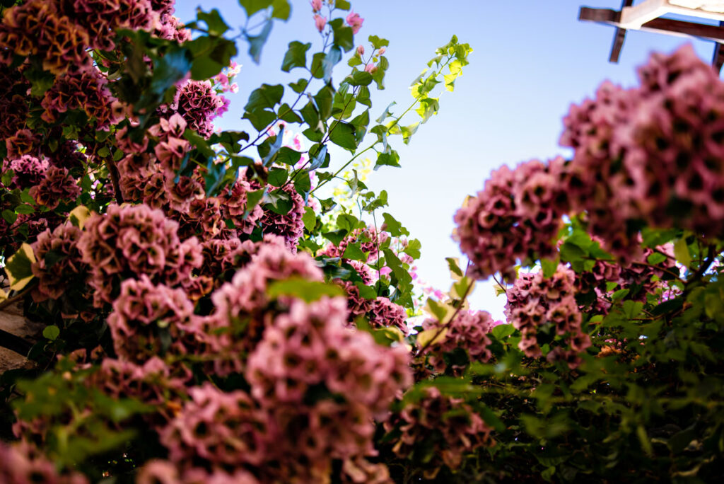 Plants in Split