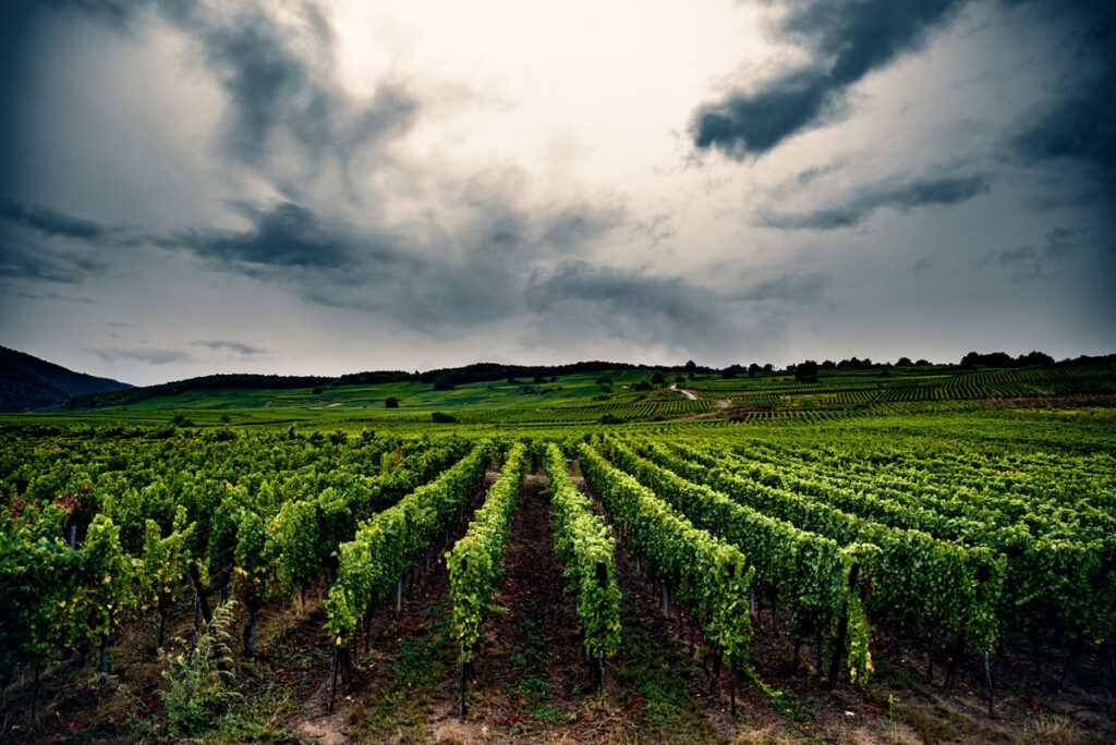 Grapevines near Kaysersberg