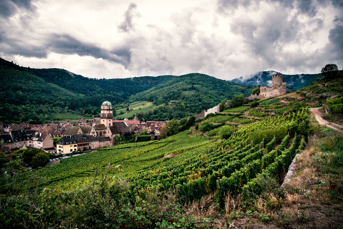 Grapevines near Kaysersberg