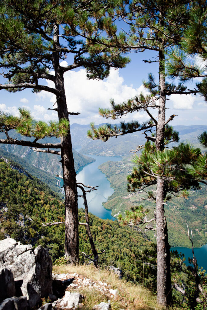 Tara National Park in Serbia