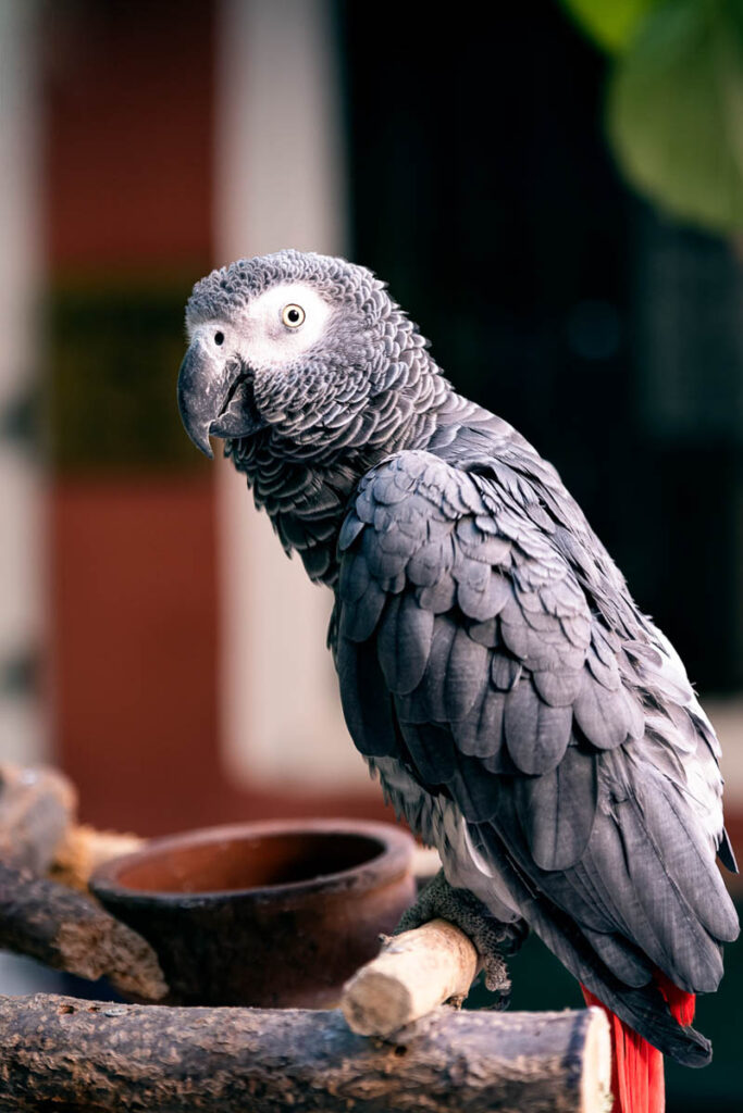 Gray Parrot at the Bazaar in Istanbul