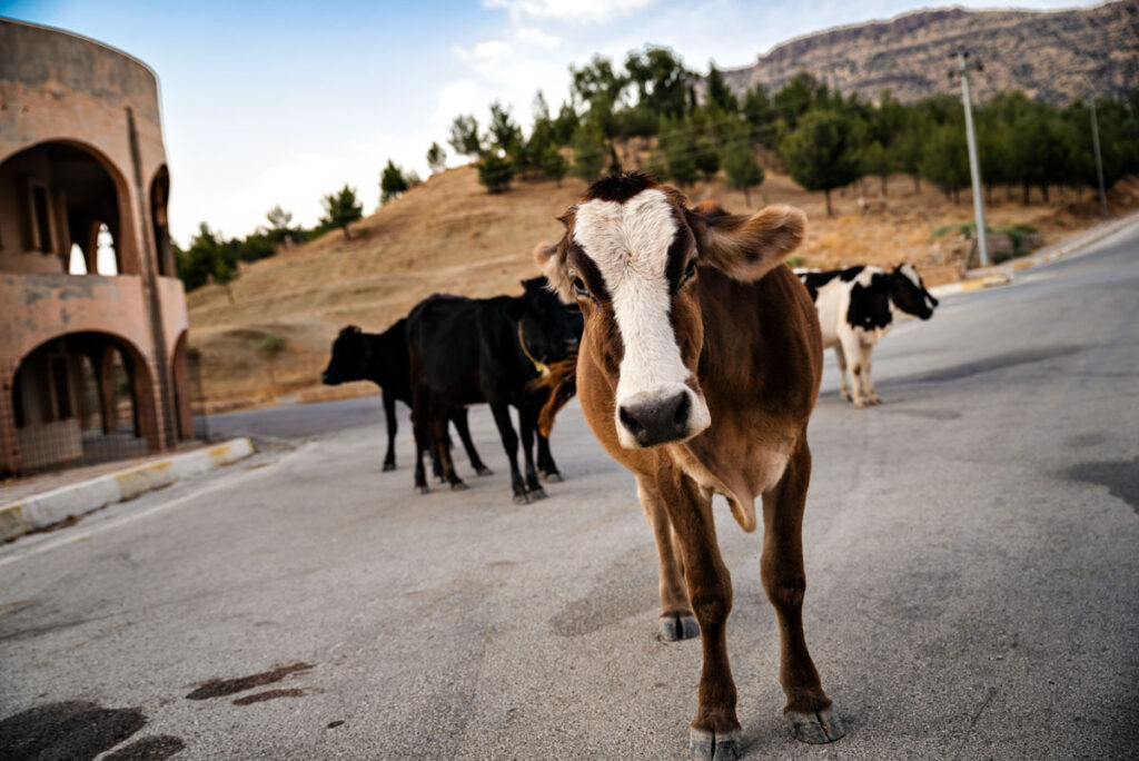 Cows at Dukan Lake in Northern Iraq