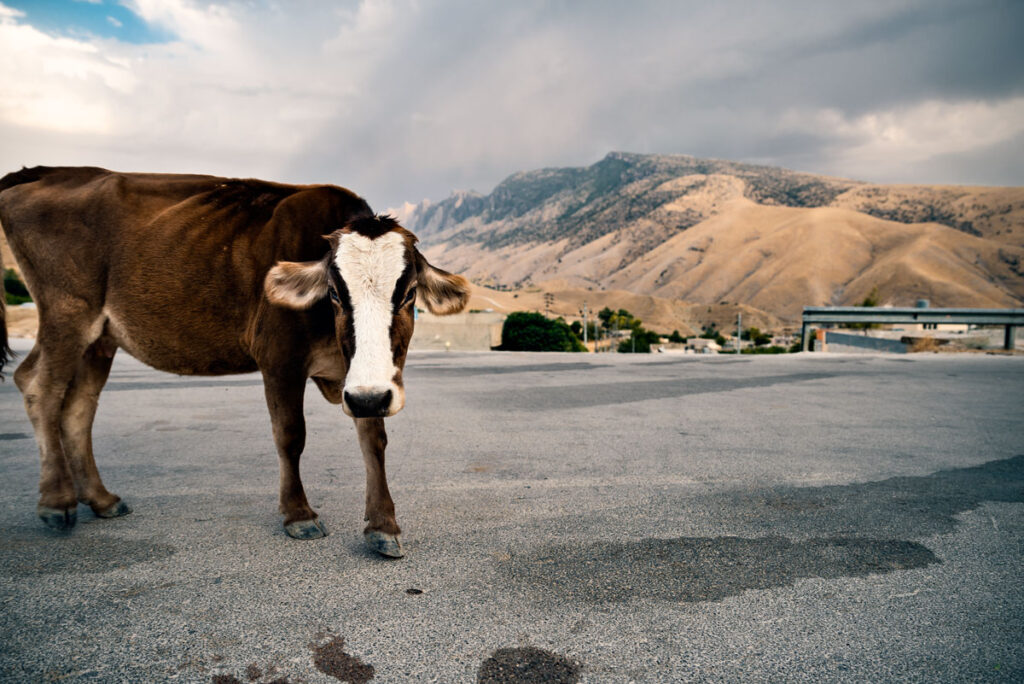 Cows at Dukan Lake in Northern Iraq