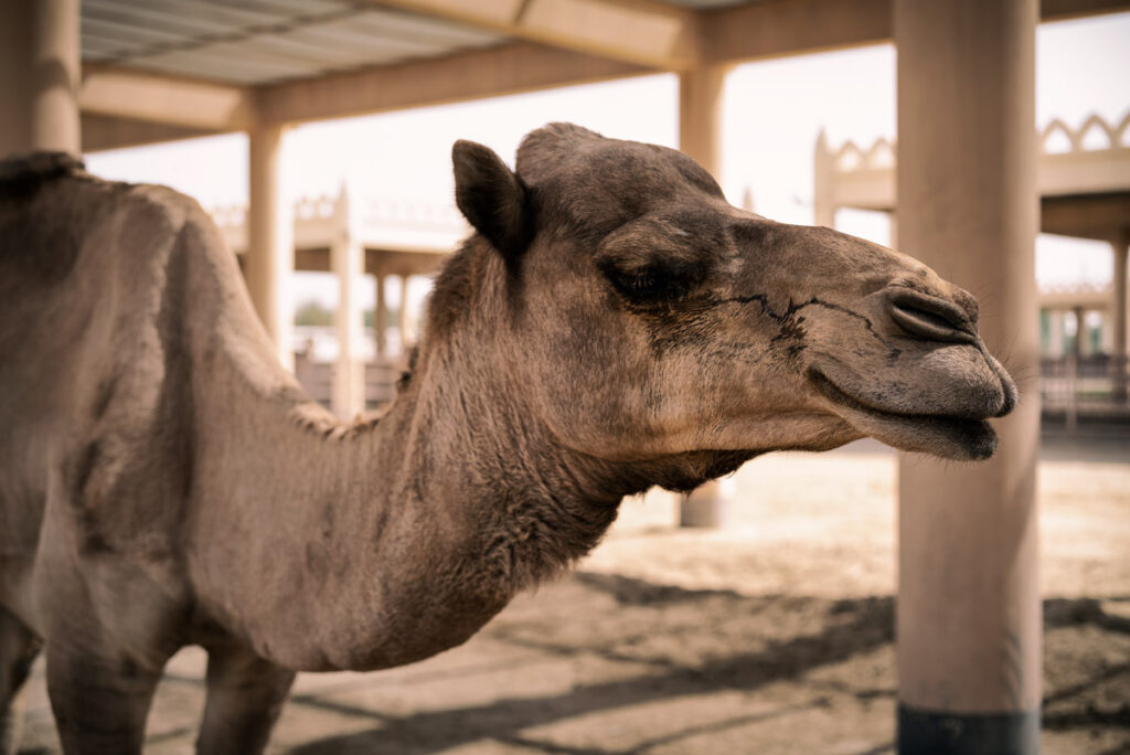 Camel Farm in Bahrain