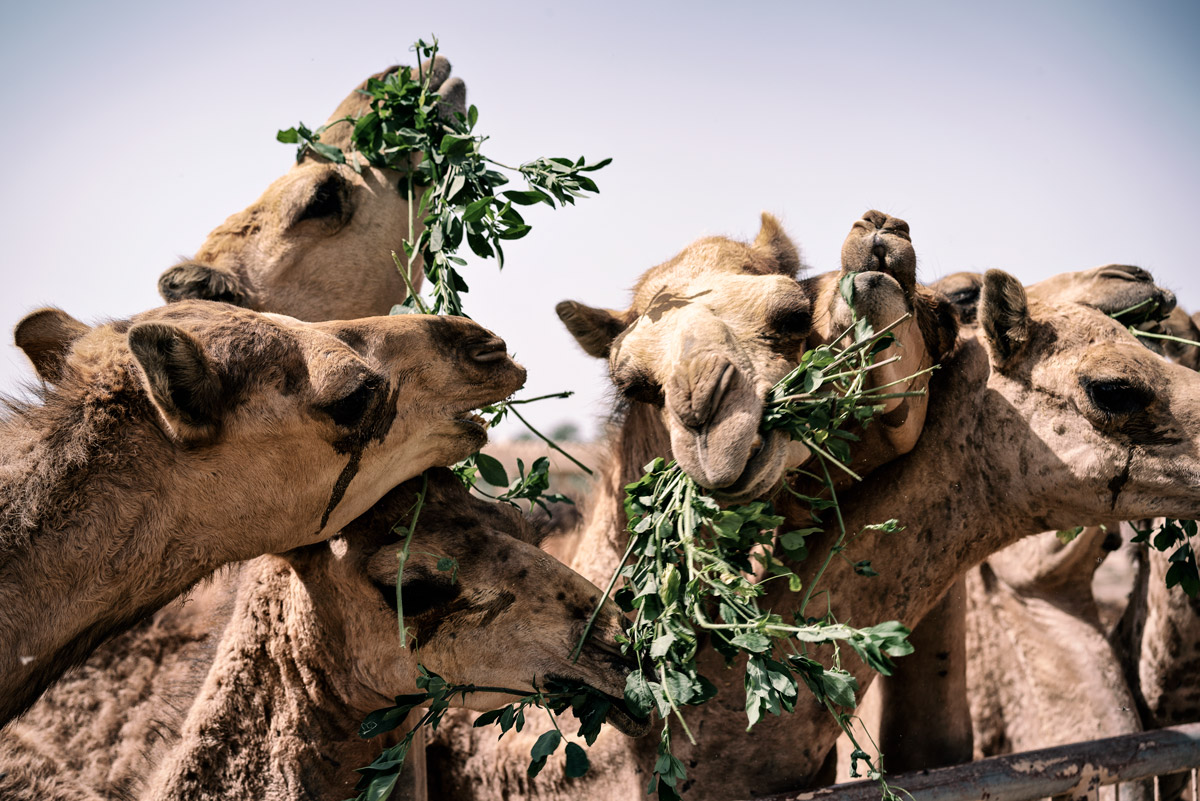 Camel Farm in Bahrain