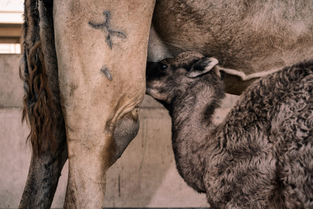 Camel Farm in Bahrain