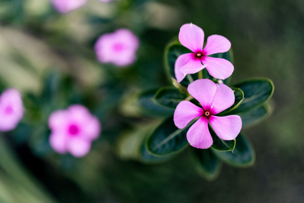 Flowers in Mandalay