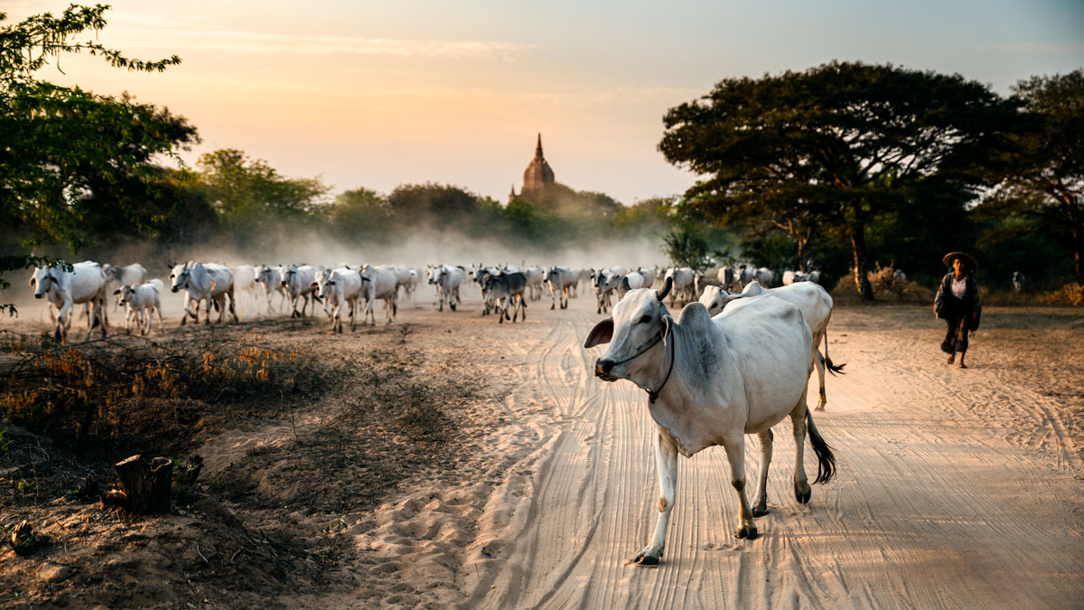 Cow Herd in Bagan