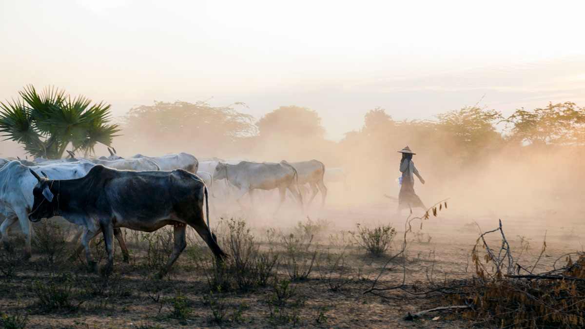 Cow Herd in Bagan