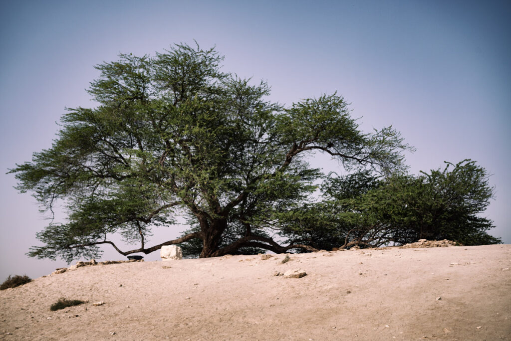 Schadscharat al-Haya - Tree of Life in Bahrain