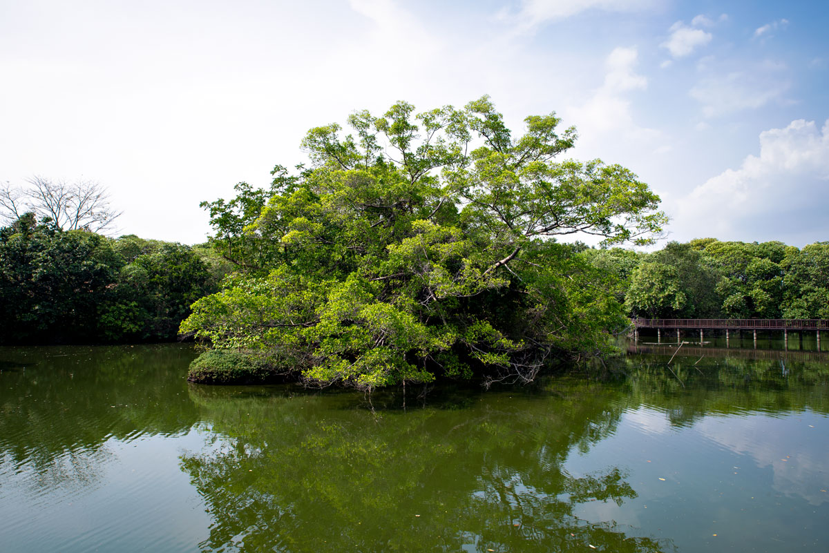 Green Lung of Bang Kachao