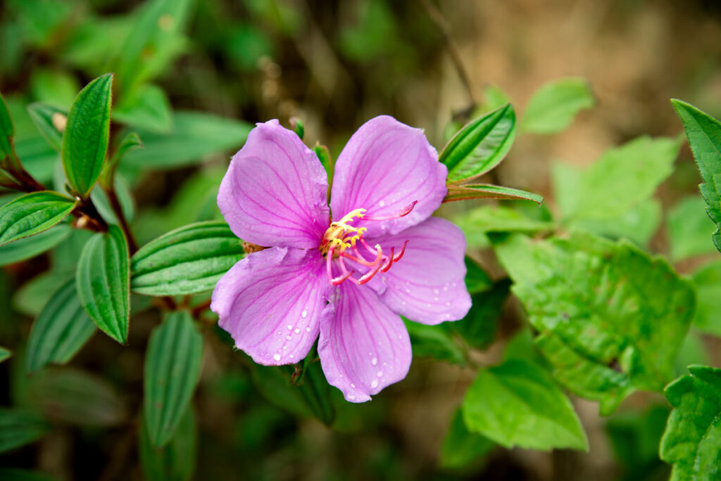 Khao Yai Nationalpark