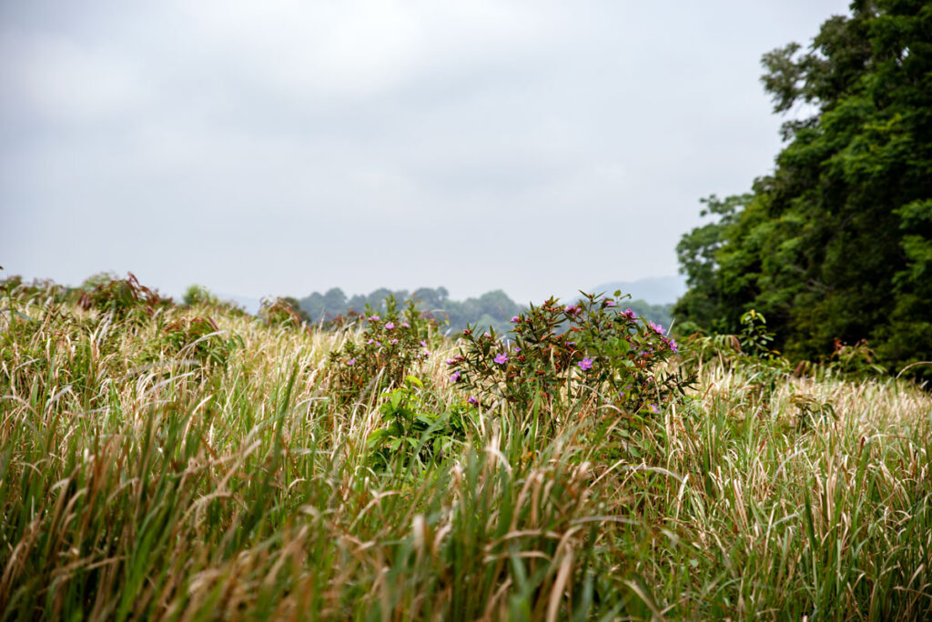 Khao Yai Nationalpark