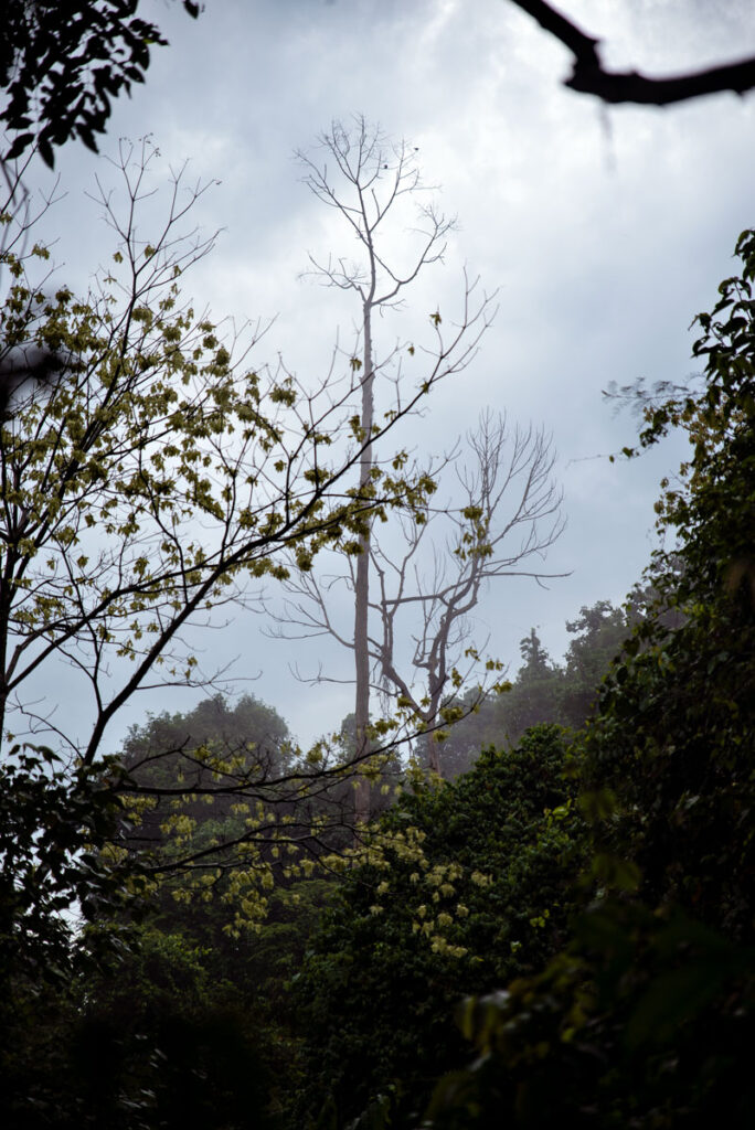 Khao Yai Nationalpark