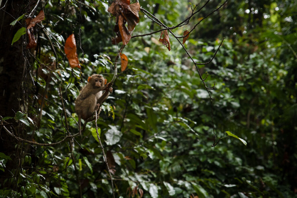 Khao Yai Nationalpark