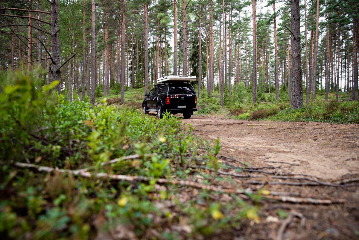 Through the Swedish Woods