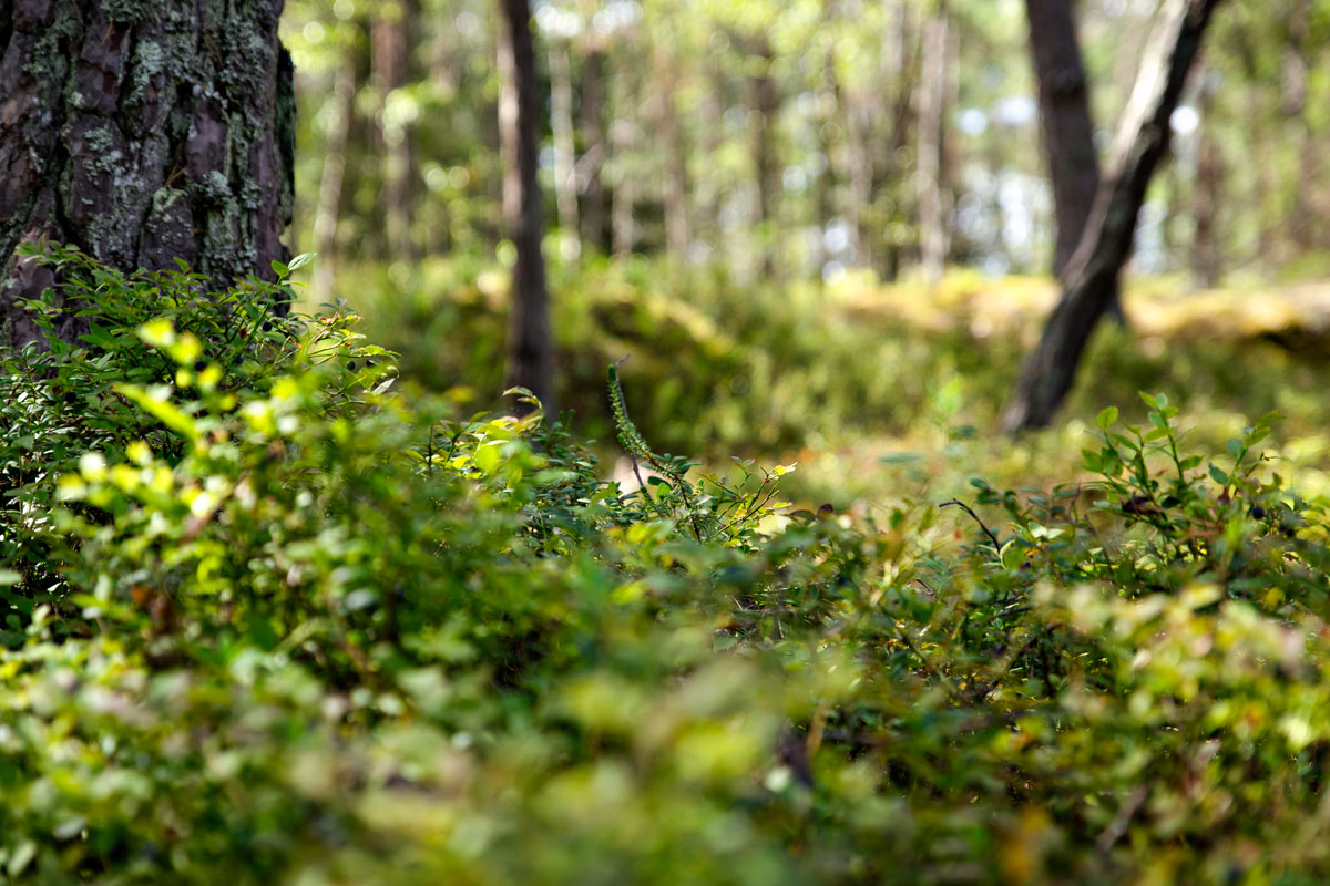 Femöre Naturreservat