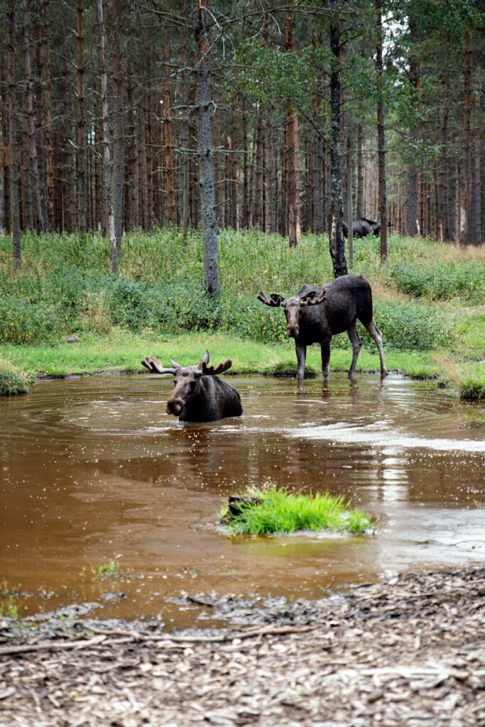 Dalslands Moose Ranch