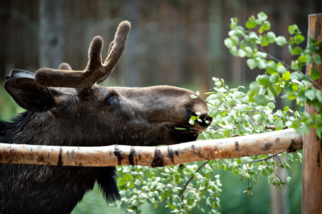 Dalslands Moose Ranch