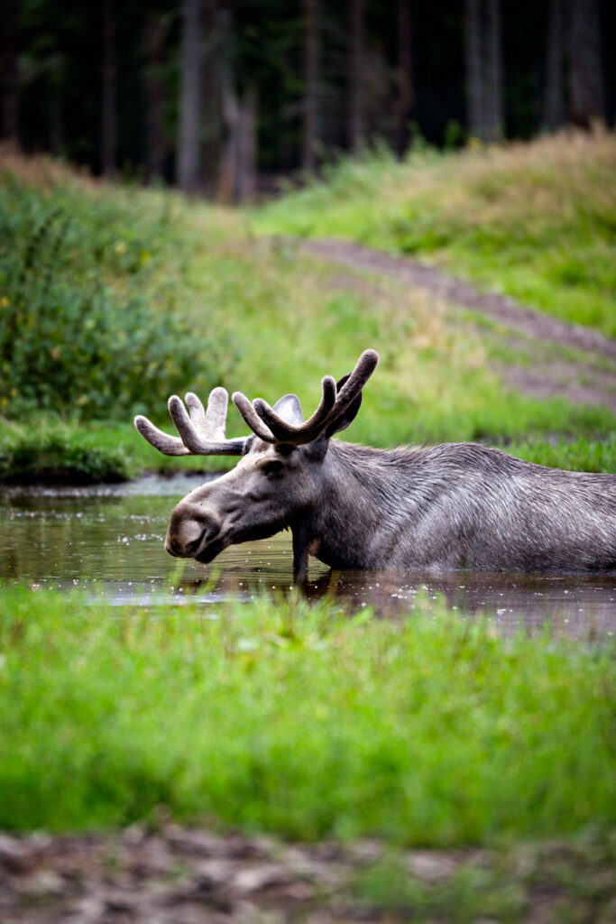Dalslands Moose Ranch