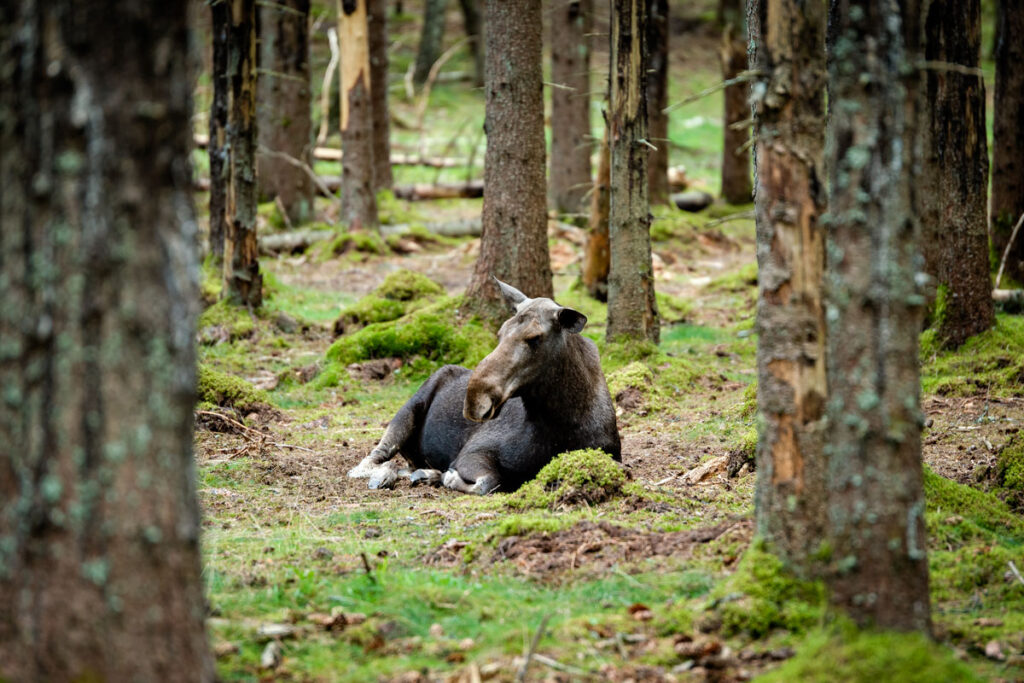 Dalslands Moose Ranch
