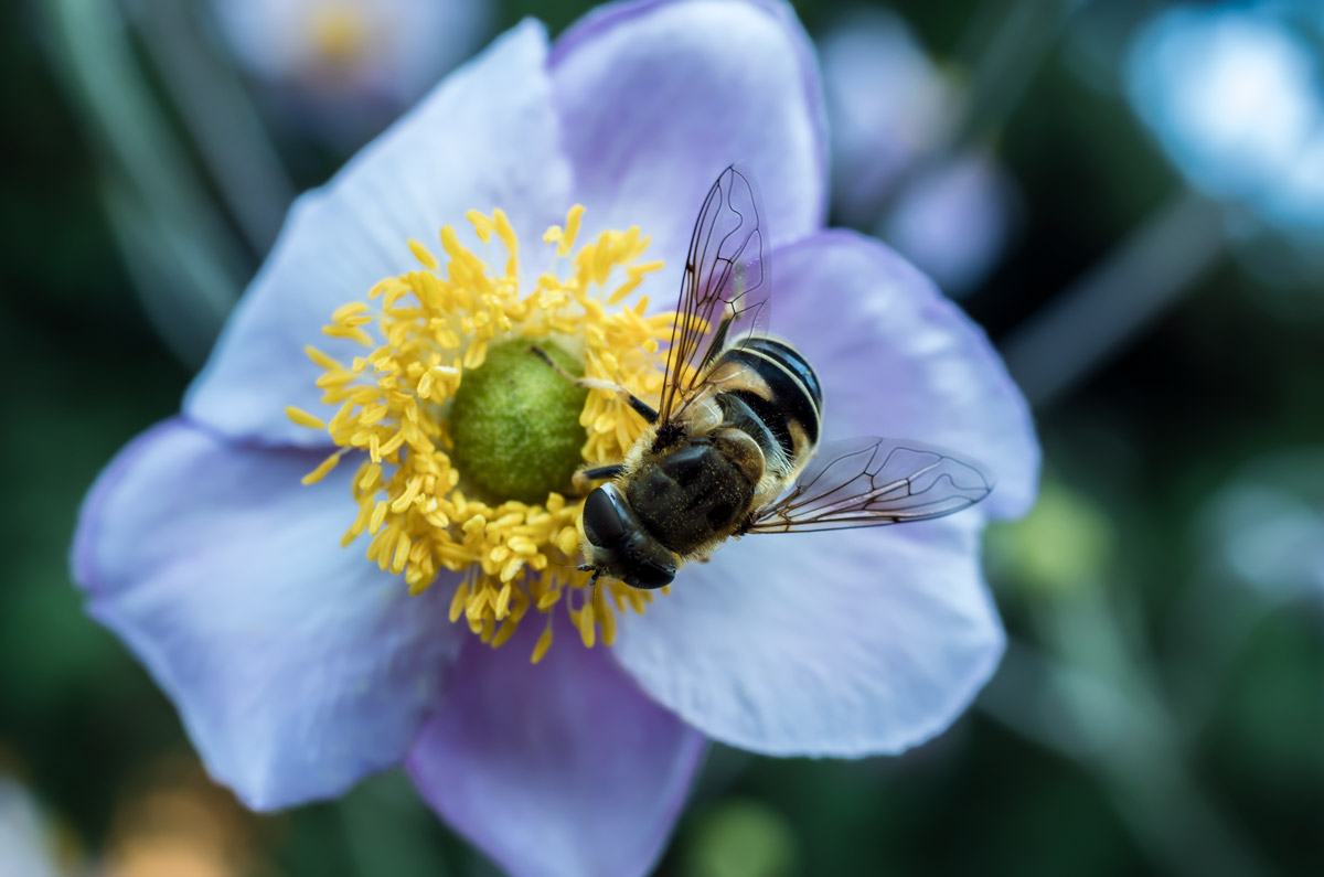 Summertime in Germany