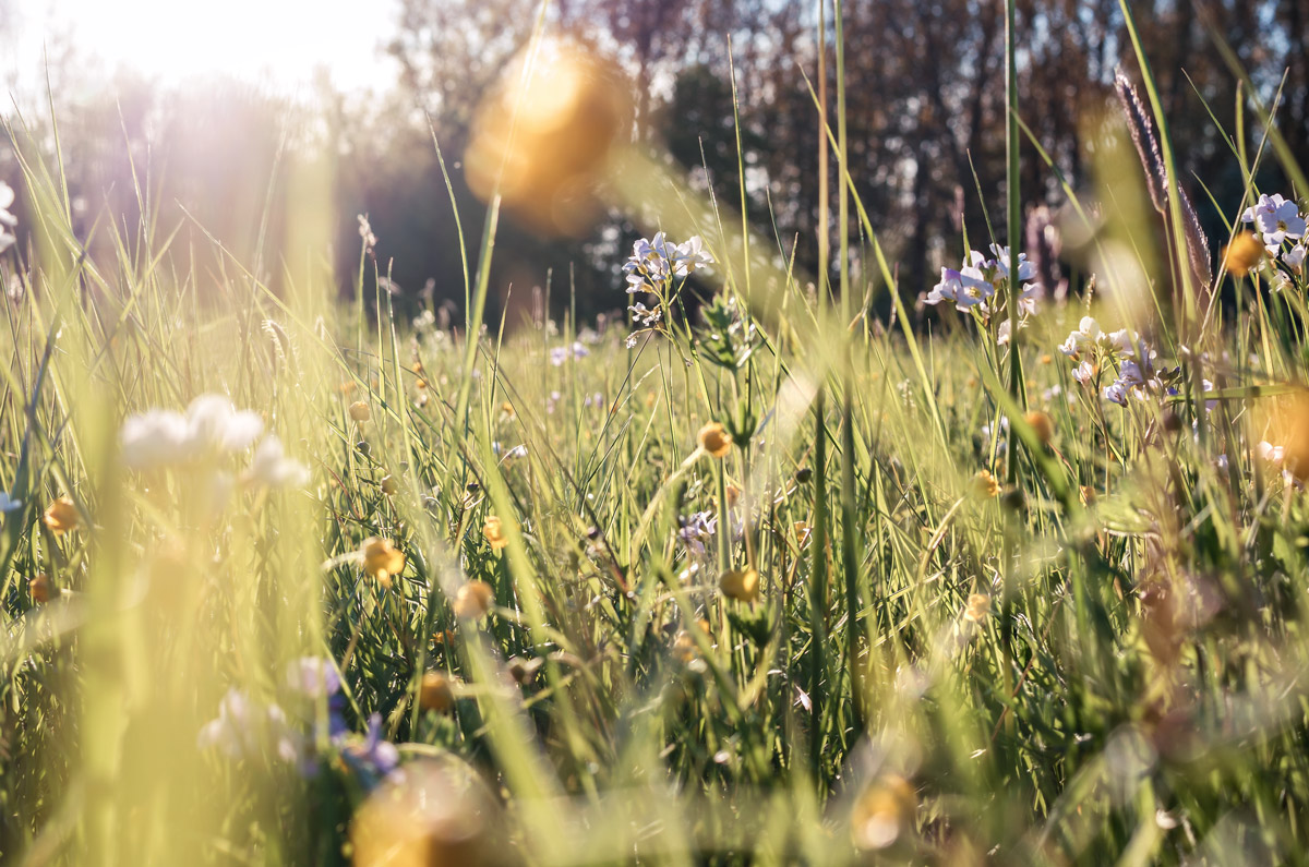 Springtime in Gießen, Germany