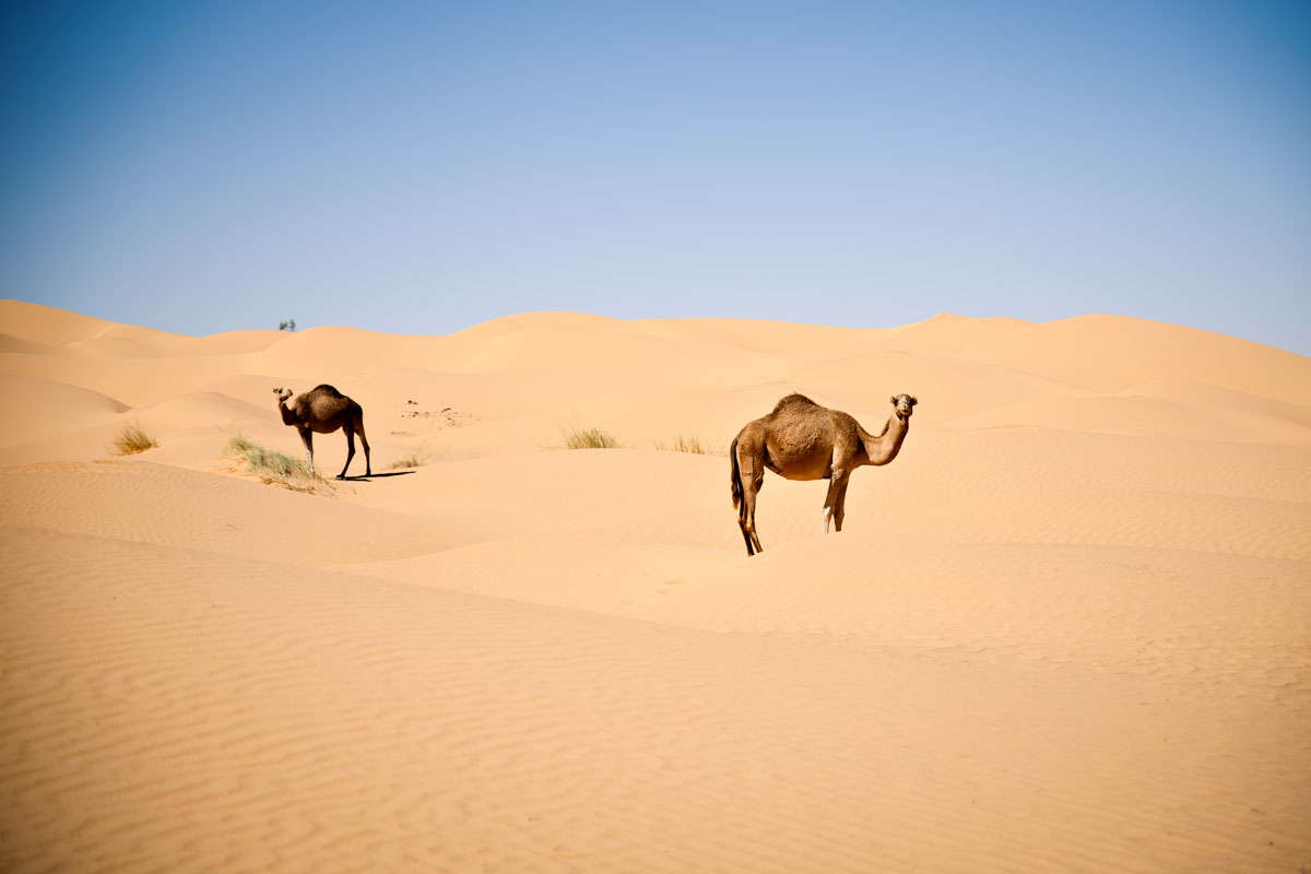 Trip to Sahara-Desert