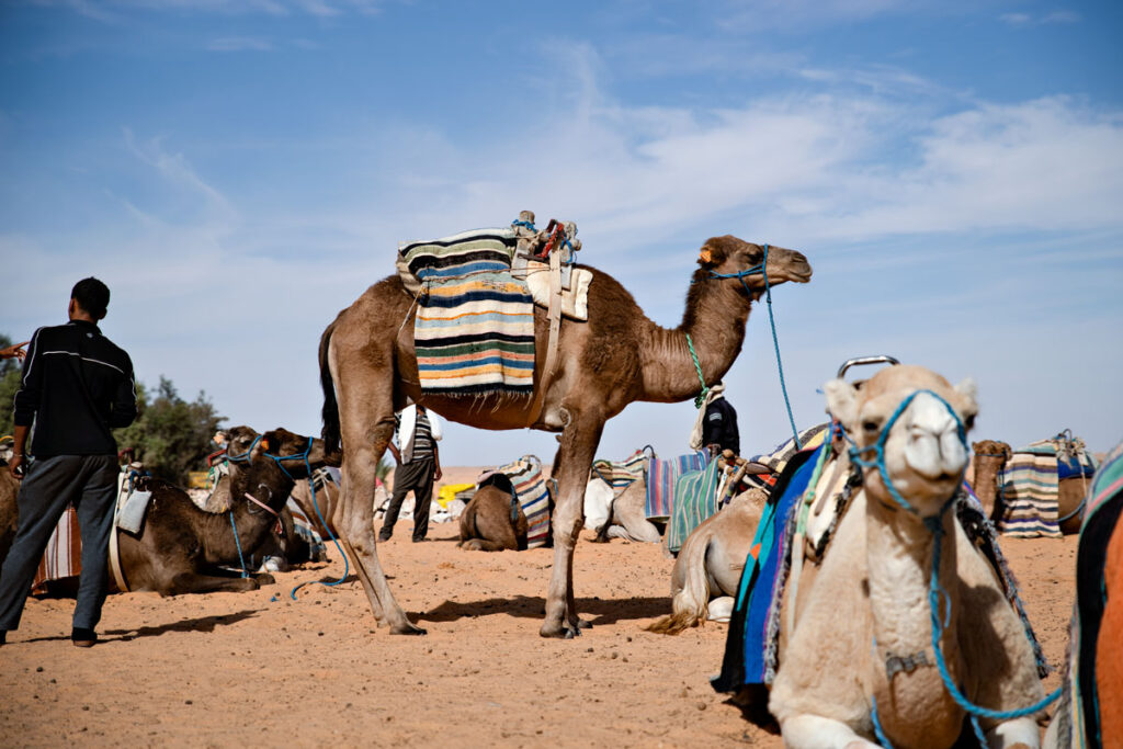 Trip to Sahara-Desert