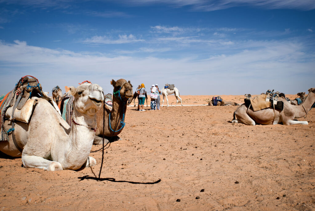 Trip to Sahara-Desert