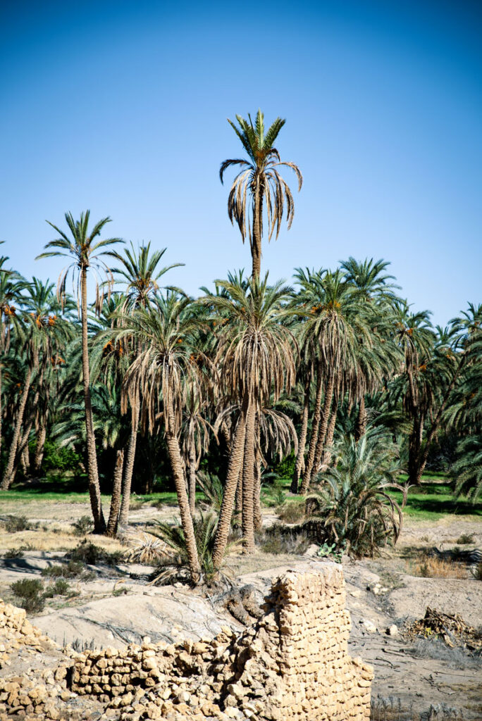 Mides-Oasis near Algeria