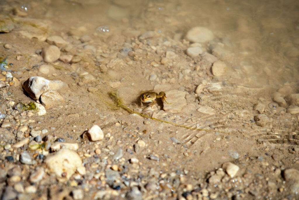 Mides-Oasis near Algeria