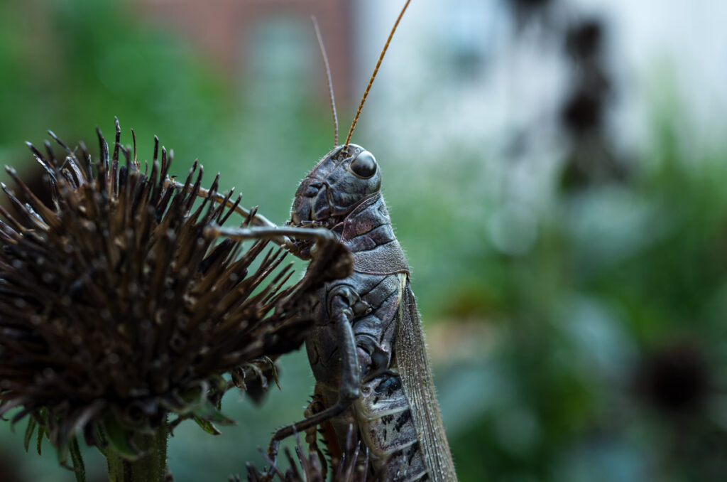 Grasshopper in New York City