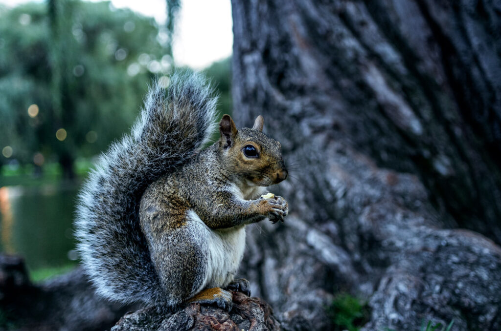Squirrel in Central Park New York City