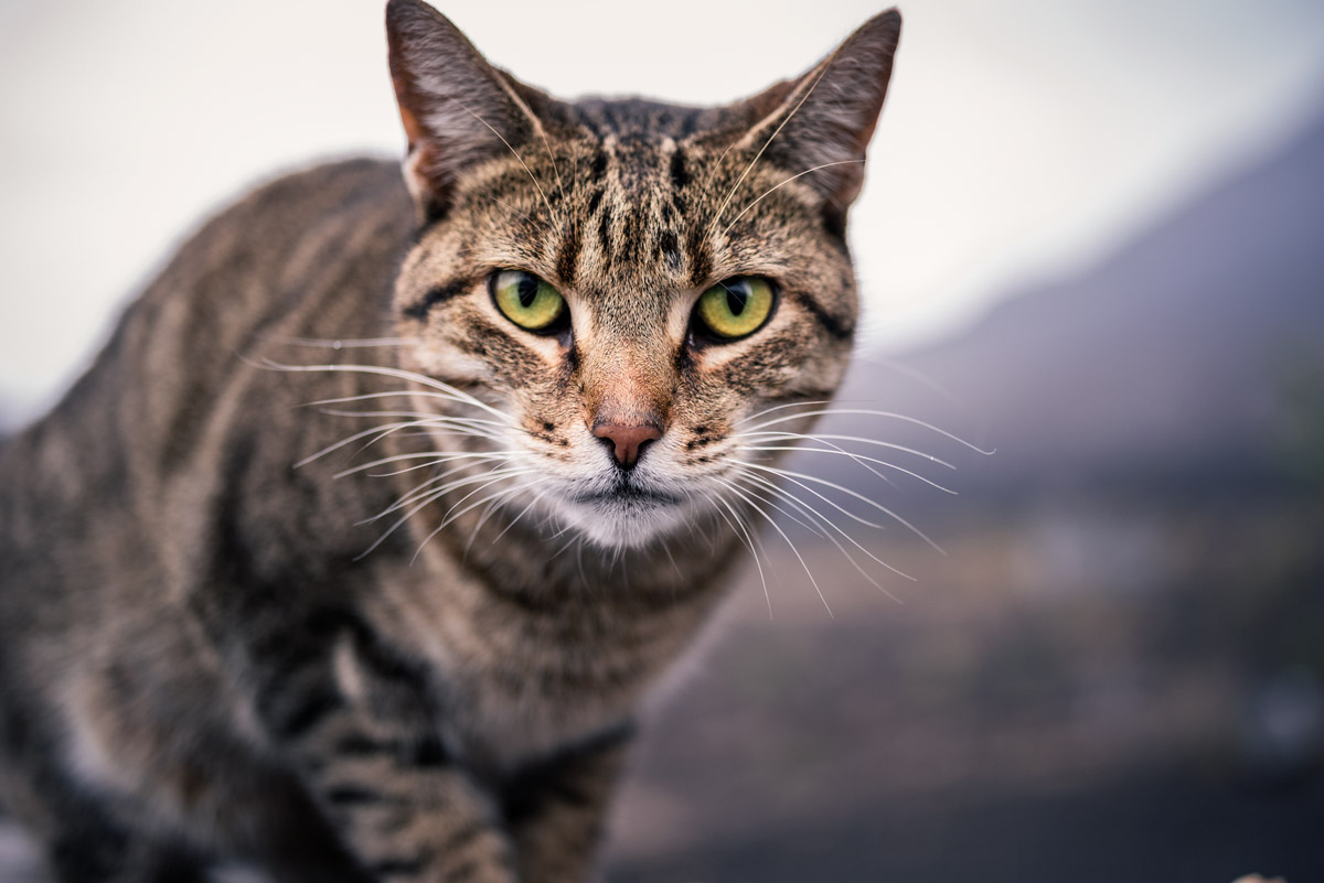 Cat on Fogo