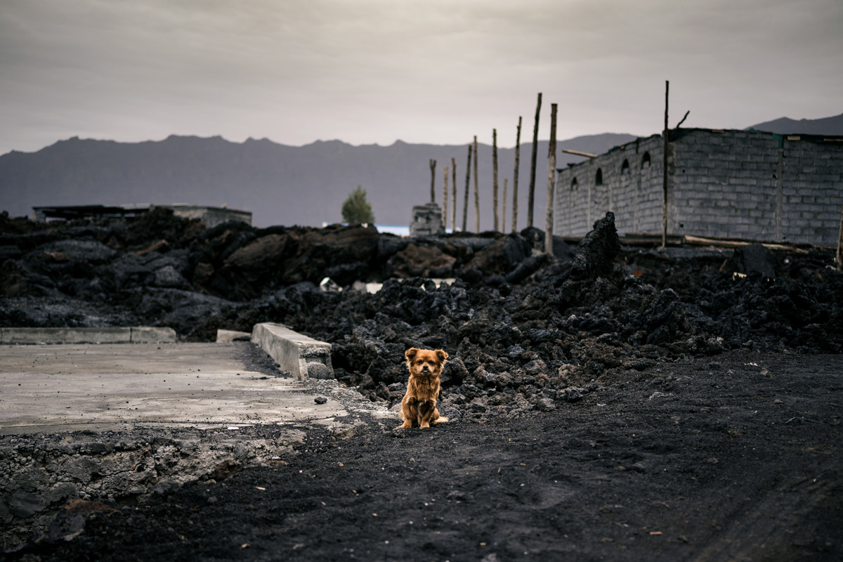 Hound in Fogo