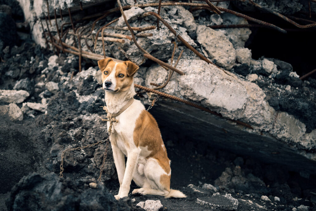 Dog in Fogo