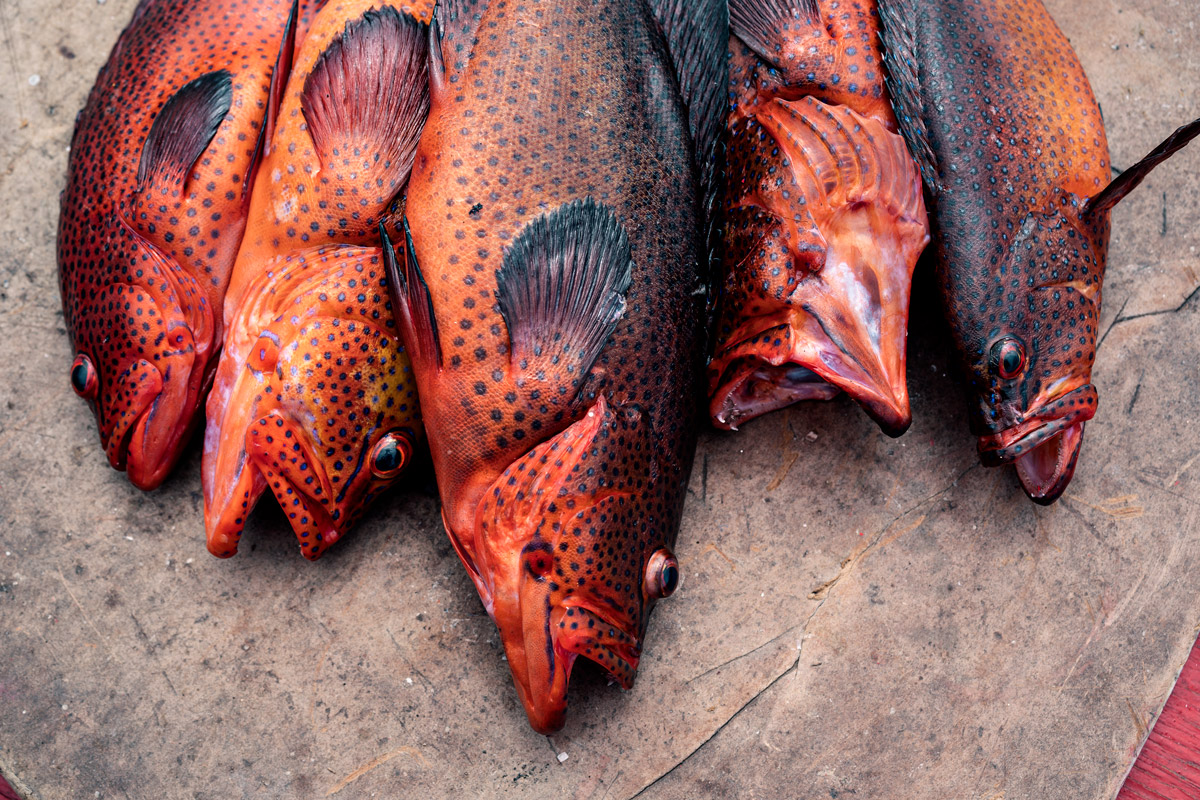 Red Fishes in Cape Verde