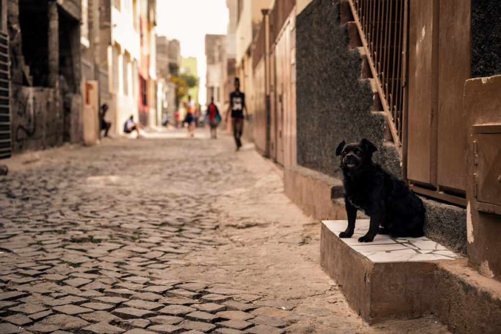 Street Dog in Praia