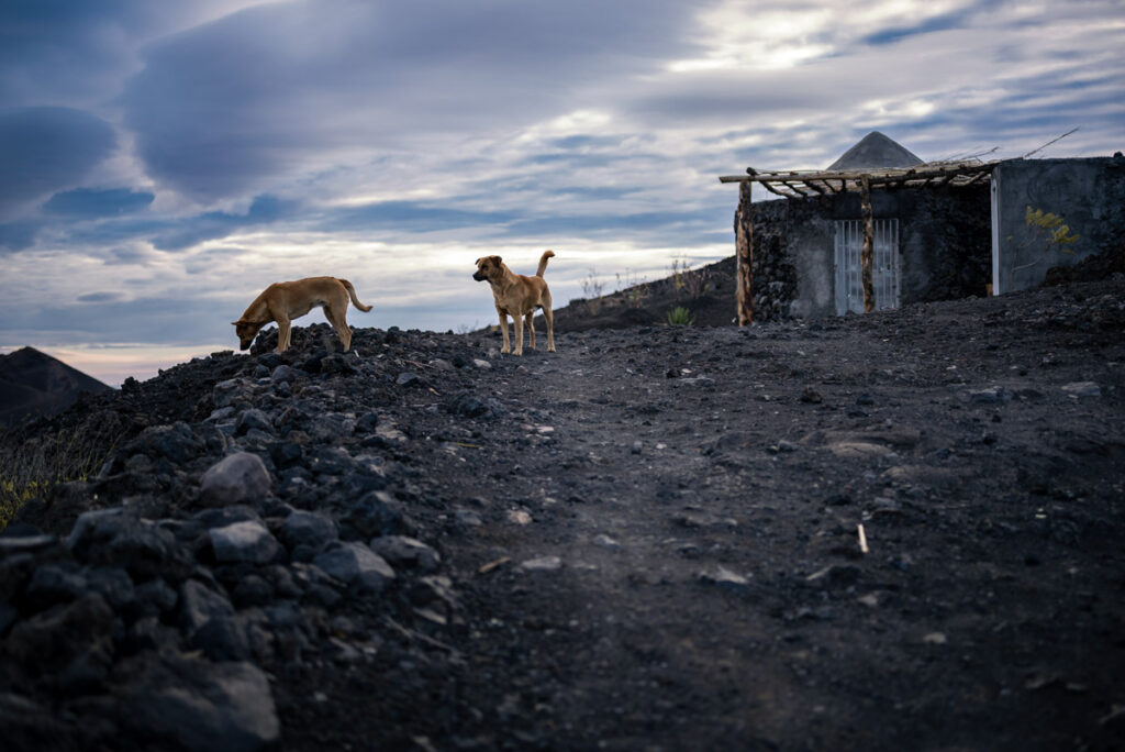 Dogs at Pico do Fogo
